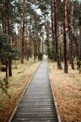 Fototapeta premium Einsamer Wanderpfad im Wald, Europa