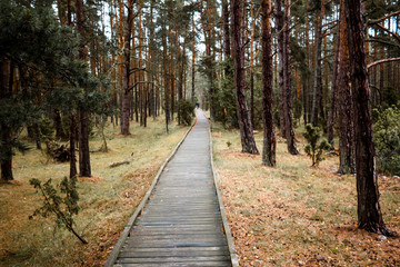 Obraz premium Holzweg durch den Wald, Wanderweg