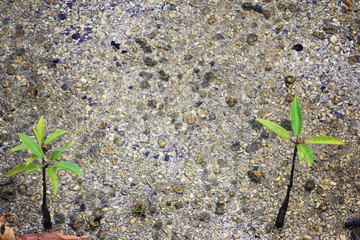 young plant growing in the soil
