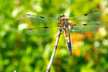 Dragonfly macro from behind
