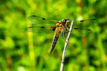 Dragonfly sitting on a plant