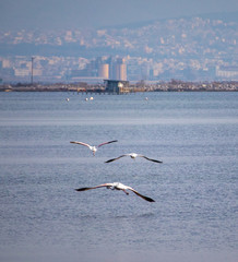 Flamingos flying