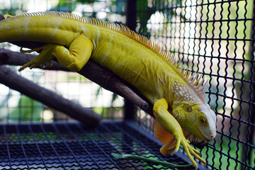Close up yellow iguana on the branch