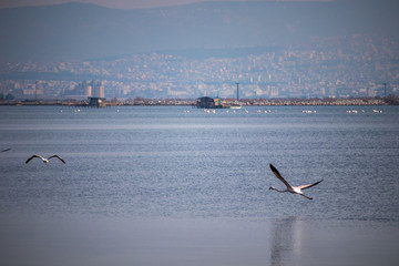 Flamingos flying