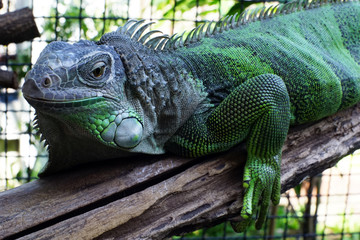 Close up green iguana on the branch