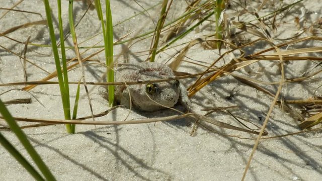 Frog camouflage in sand and green grass in the natural environment. Hidden animal in wild nature.