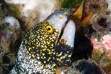 Snowflake moray eel (Echidna nebulosa) Lembeh Strait, Indonesia