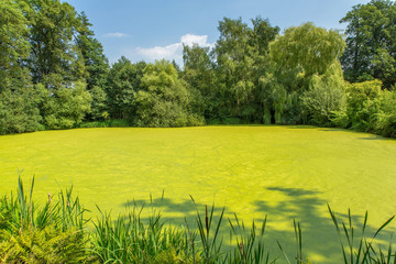 Naklejka premium Dutch forest pond covered with green duckweed