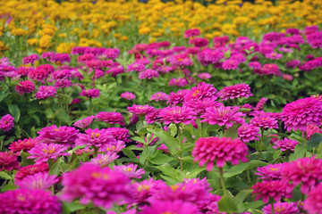 Fototapeta premium Close up chrysanthemum flower in the garden