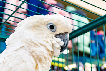 Beautiful and fluffy white parrot, close-up looking at the camera. Wide-angle photo.