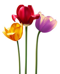 photo realistic raster tulips