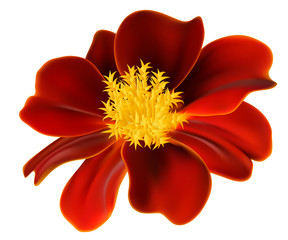 vector marigold