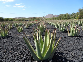 Aloe vera