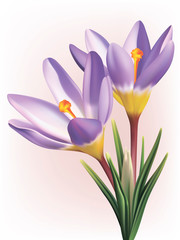 vector crocus