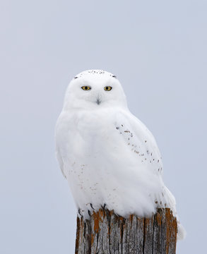 Male Snowy owl (Bubo scandiacus) perched on a wooden post in winter in Ottawa, Canada