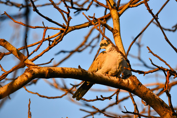 One dove on a tree, a gray bird looking down, a photo taken on a telephoto lens.