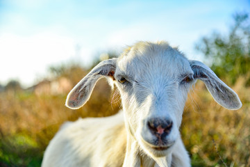 White goat with big ears, close-up, looking into the camera.
