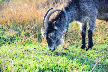 A gray goat with big horns eats green grass in the pasture.