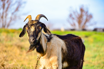 A handsome bearded goat with horns is standing in front.