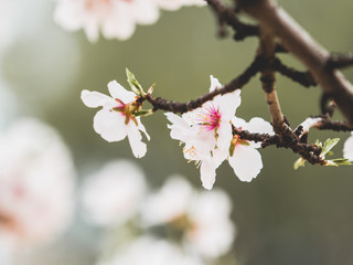 Flowering, fruit trees in flower in the region of Murcia among which are peach and almond trees.