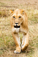 Lioness (Panthera leo) Masai Mara, Kenya, Africa