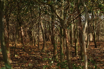 Obraz premium Tree Forest