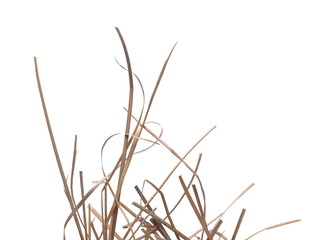 Dry cane reed leaves isolated on white background with clipping path
