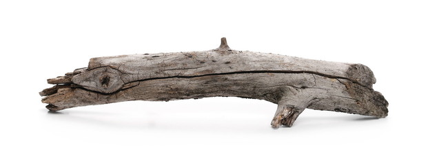 Dry branch for camp fire isolated on white background