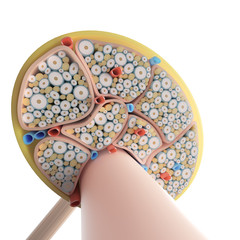 3d rendered medically accurate illustration of the nerve structure