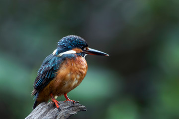 The common kingfisher also known as the Eurasian kingfisher, and river kingfisher, is a small kingfisher with seven subspecies recognized within its wide distribution across Eurasia and North Africa. 