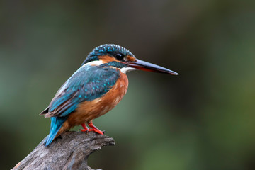 The common kingfisher also known as the Eurasian kingfisher, and river kingfisher, is a small kingfisher with seven subspecies recognized within its wide distribution across Eurasia and North Africa. 