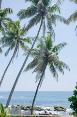 Fototapeta na wymiar landscape the cape Dondra in Sri Lanka with palm trees a background the Indian Ocean