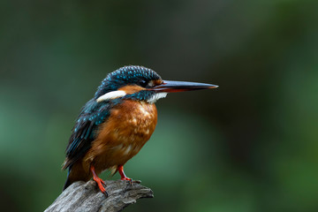 The common kingfisher also known as the Eurasian kingfisher, and river kingfisher, is a small kingfisher with seven subspecies recognized within its wide distribution across Eurasia and North Africa. 