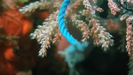 Old plastic ropes got caught in a coral reef, Indonesia