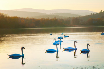 White swans on a colorful lake © mikhailgrytsiv