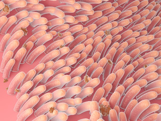 Obraz premium 3d rendered medically accurate illustration of intestinal villis