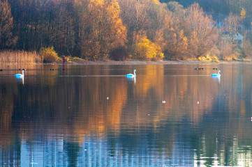 White swans on a colorful lake © mikhailgrytsiv