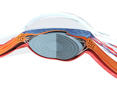 3d rendered medically accurate illustration of the eye anatomy