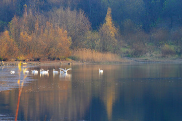 White swans on a colorful lake © mikhailgrytsiv