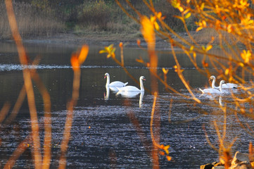 White swans on a colorful lake © mikhailgrytsiv