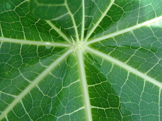 Detail of a leaf