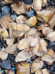 Coconut Fruit Skin Flakes, Which are Strewn Above the Gravel Ground