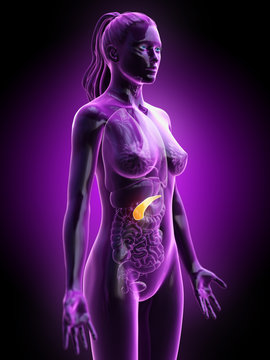 3d rendered medically accurate illustration of a females pancreas