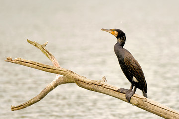Kormoran