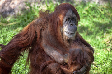 Careful mother takes care of the young, Sumatran Orangutan, Pongo abelii