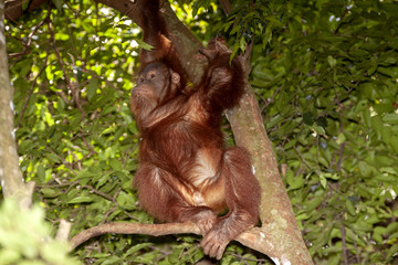 Naklejka premium Sumatran Orangutan, Pongo abelii, feeds the fig tree on the tree