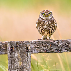 Little Owl perched on log