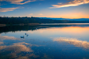 White swans on a colorful lake