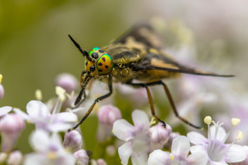 Twin lobed deerfly