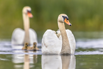 Mute swan family